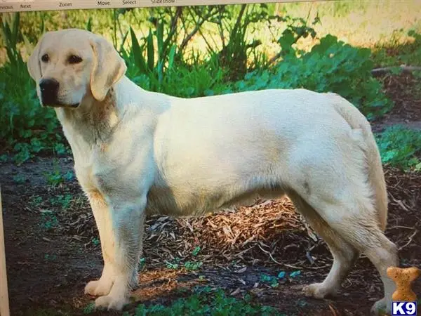 Labrador Retriever stud dog: a labrador retriever dog standing outside