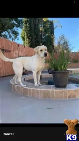 Labrador Retriever stud dog: a labrador retriever dog standing on a patio