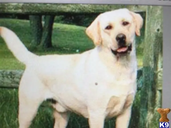 Labrador Retriever stud dog: a labrador retriever dog standing outside