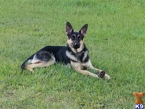 German Shepherd female dog