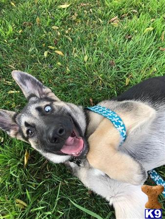 a german shepherd dog lying on grass