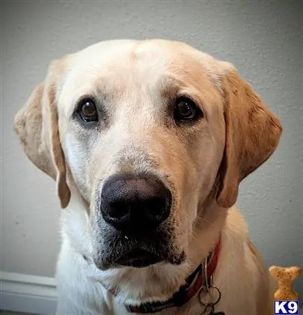 Labrador Retriever stud dog