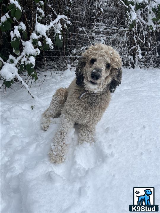 a poodle dog running through snow