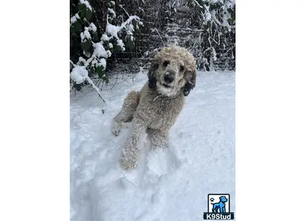 a poodle dog running through snow