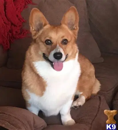 Pembroke Welsh Corgi female dog