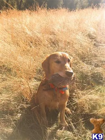 Golden Retriever stud dog