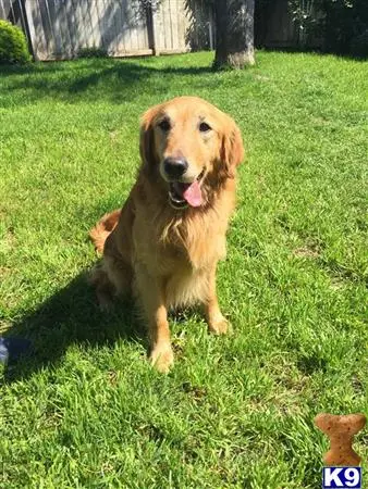 Golden Retriever stud dog