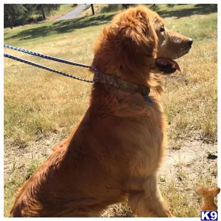 Golden Retriever stud dog