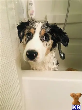 Australian Shepherd stud dog