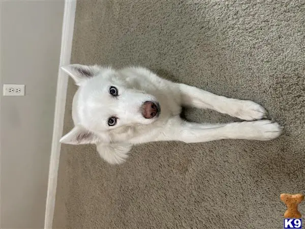 Siberian Husky female dog