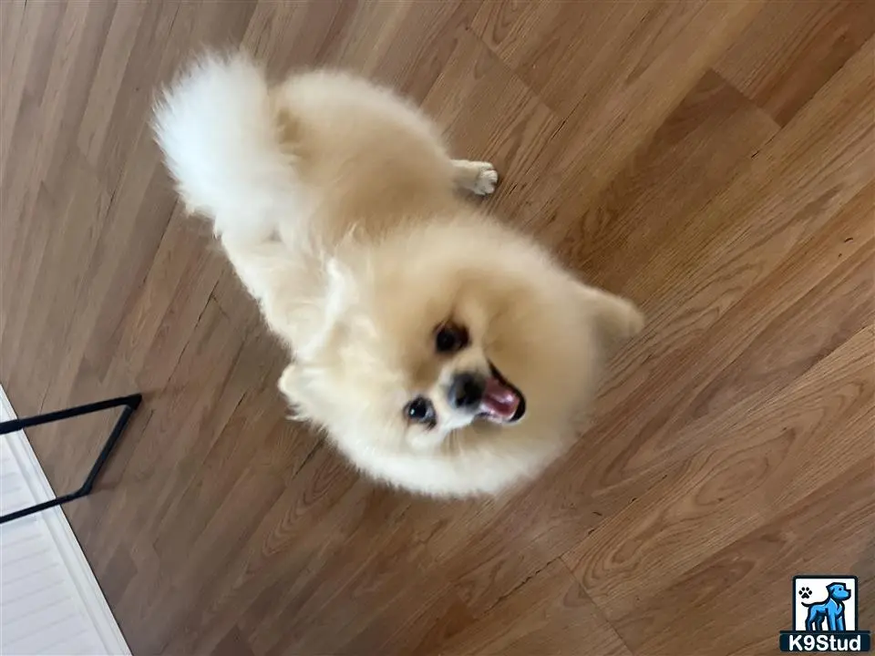 Pomeranian