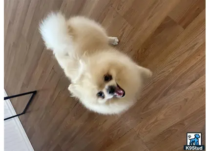 Pomeranian