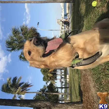 Golden Retriever stud dog