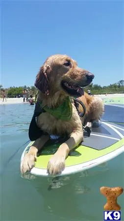 Golden Retriever stud dog