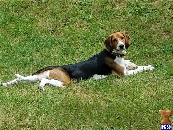 Treeing Walker Coonhound stud dog