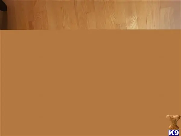 French Bulldog stud dog: text