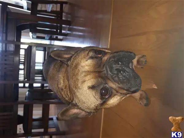 French Bulldog stud dog: a french bulldog dog lying on a chair
