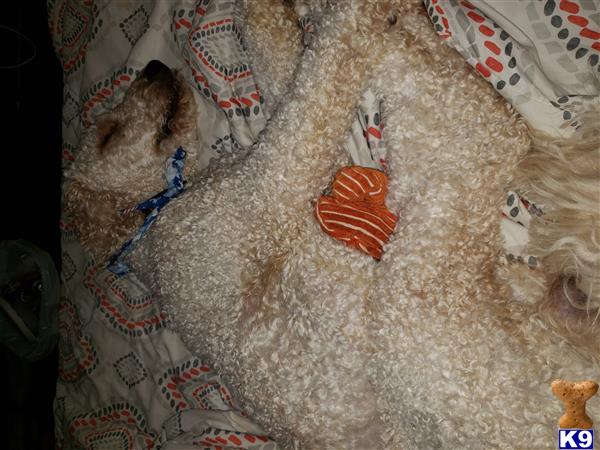 a goldendoodles dog lying on a carpet