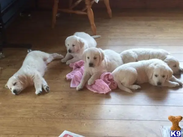 Golden Retriever puppy for sale