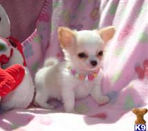 chihuahua puppy posted by melinblush1