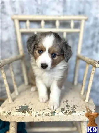 Australian Shepherd puppy for sale