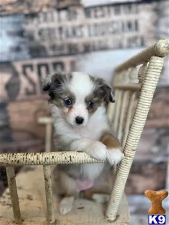 Australian Shepherd puppy for sale