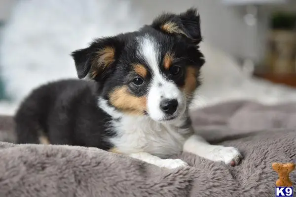 Australian Shepherd puppy for sale