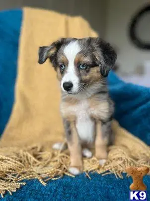 Australian Shepherd puppy for sale