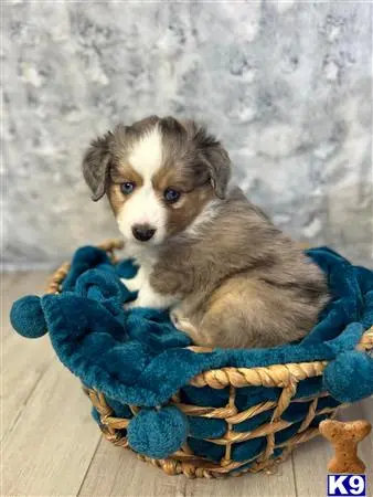 Australian Shepherd puppy for sale