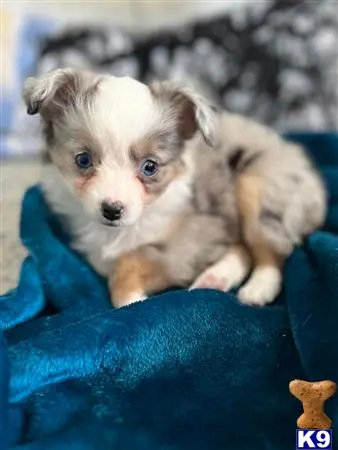 Australian Shepherd puppy for sale