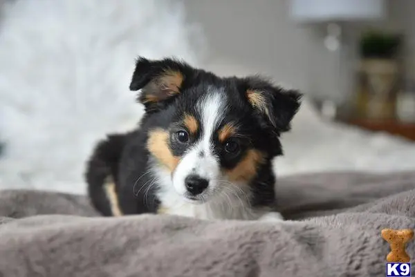 Australian Shepherd puppy for sale