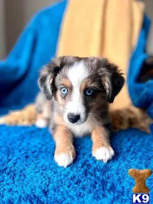 Australian Shepherd puppy for sale