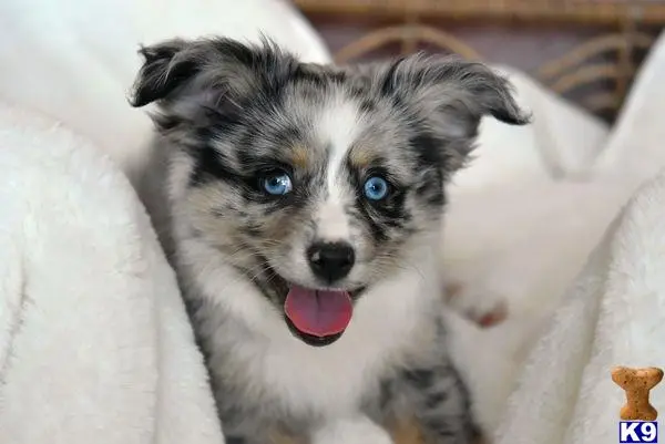 Australian Shepherd puppy for sale