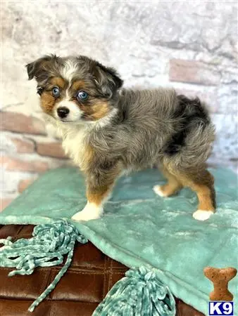 Australian Shepherd puppy for sale