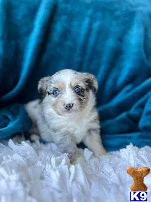 Australian Shepherd puppy for sale