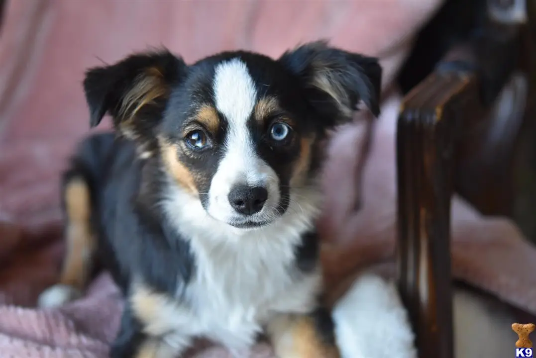 Australian Shepherd puppy for sale