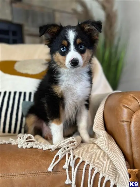 Australian Shepherd puppy for sale