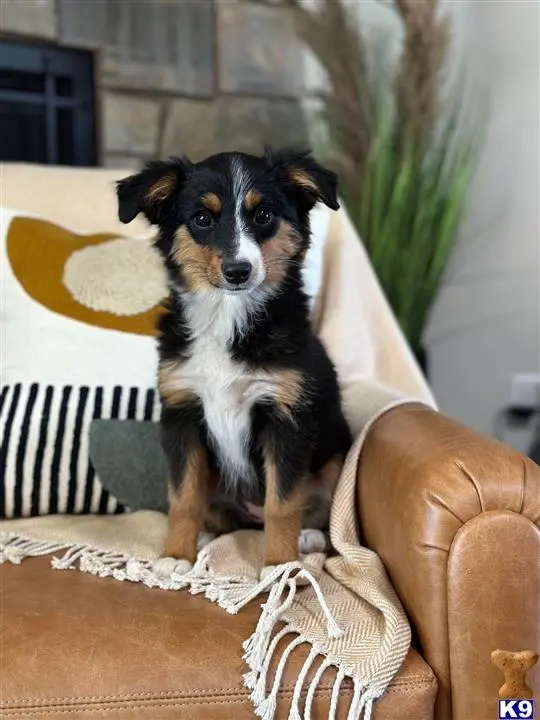 Australian Shepherd puppy for sale