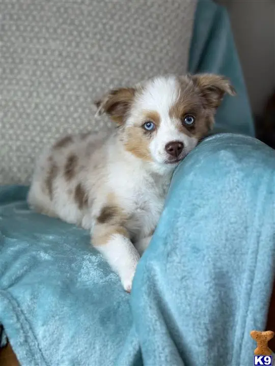 Australian Shepherd puppy for sale