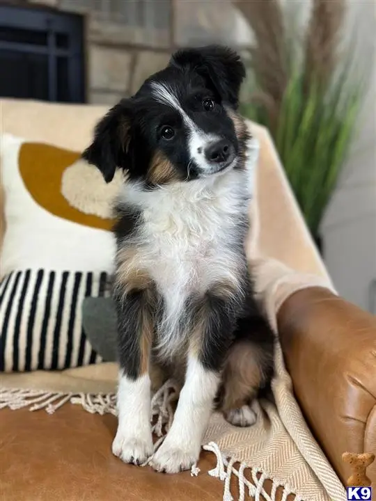 Australian Shepherd puppy for sale