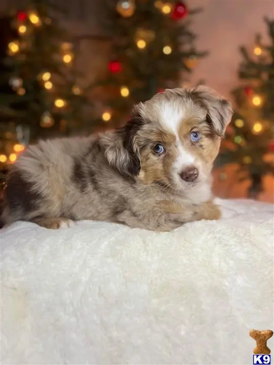 Australian Shepherd puppy for sale