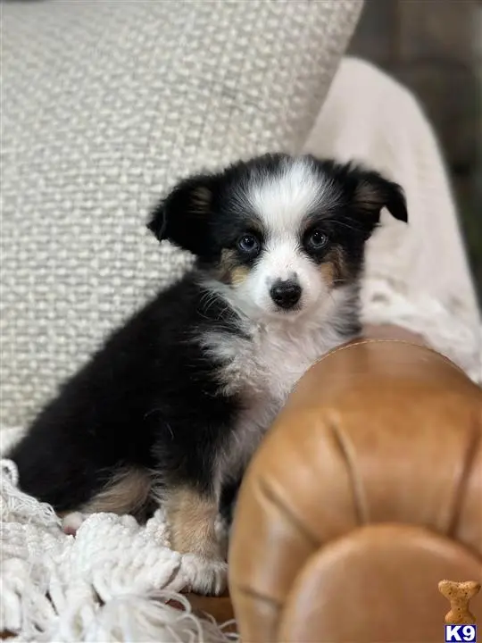 Australian Shepherd puppy for sale