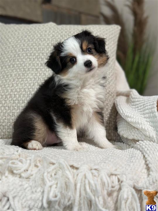 a australian shepherd dog sitting on a couch