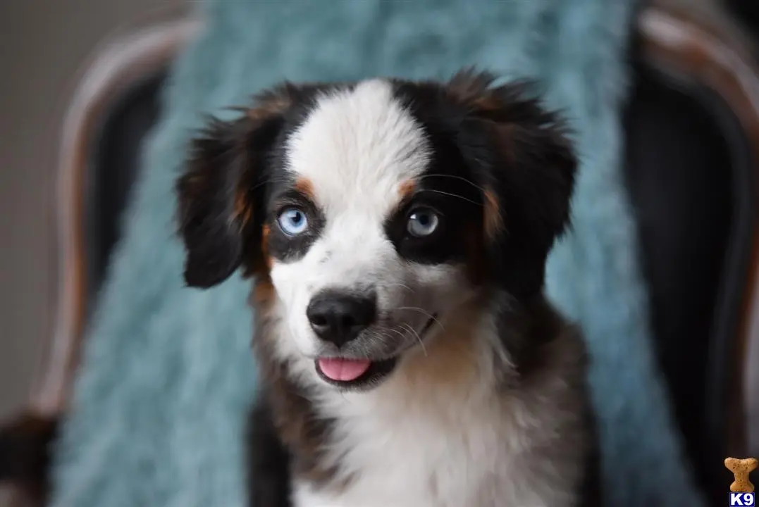 Australian Shepherd puppy for sale