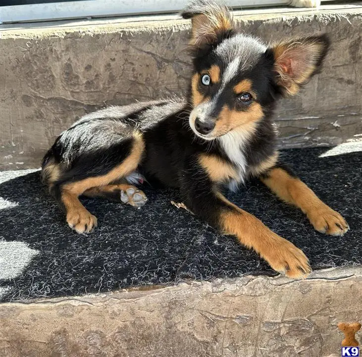 Australian Shepherd puppy for sale