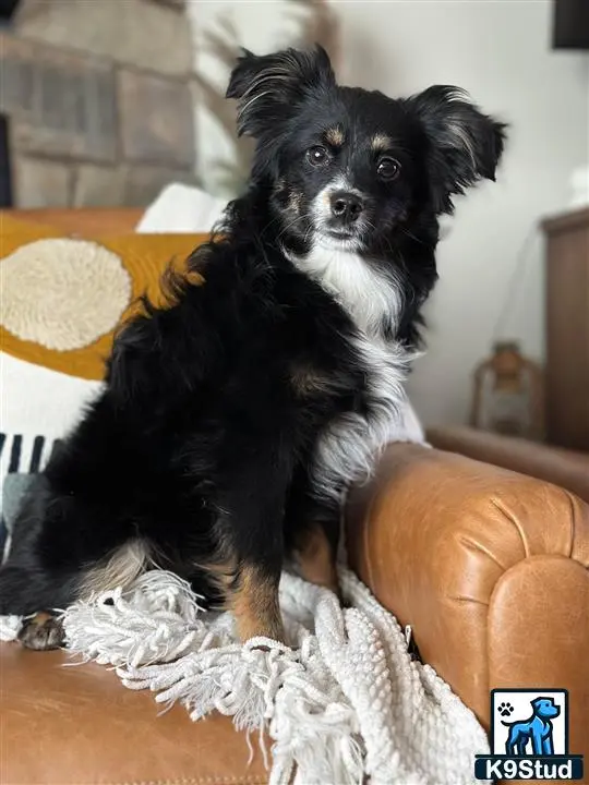 Australian Shepherd puppy for sale