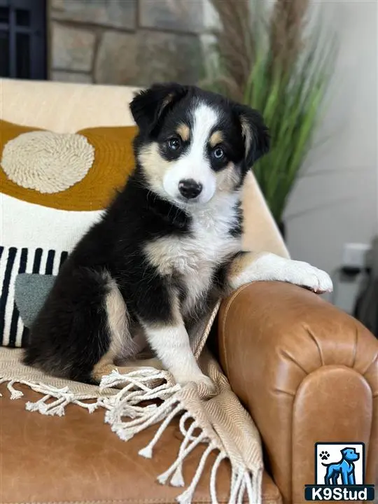 Australian Shepherd puppy for sale