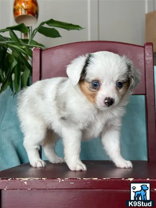 Australian Shepherd puppy for sale