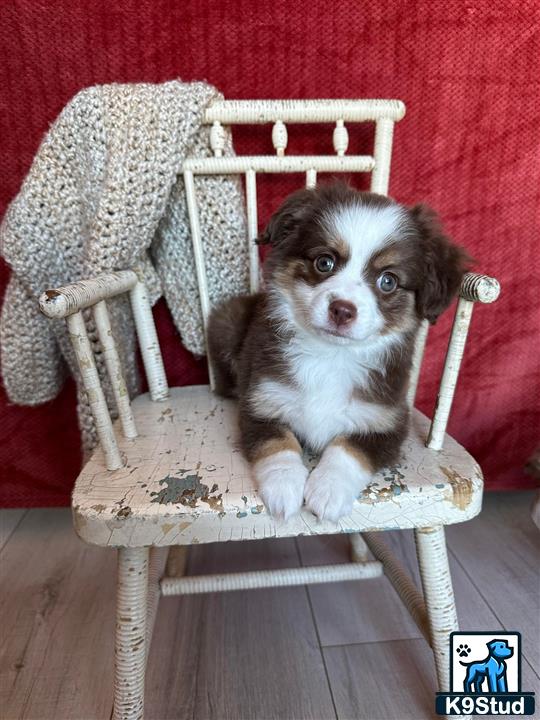 a australian shepherd dog sitting in a chair