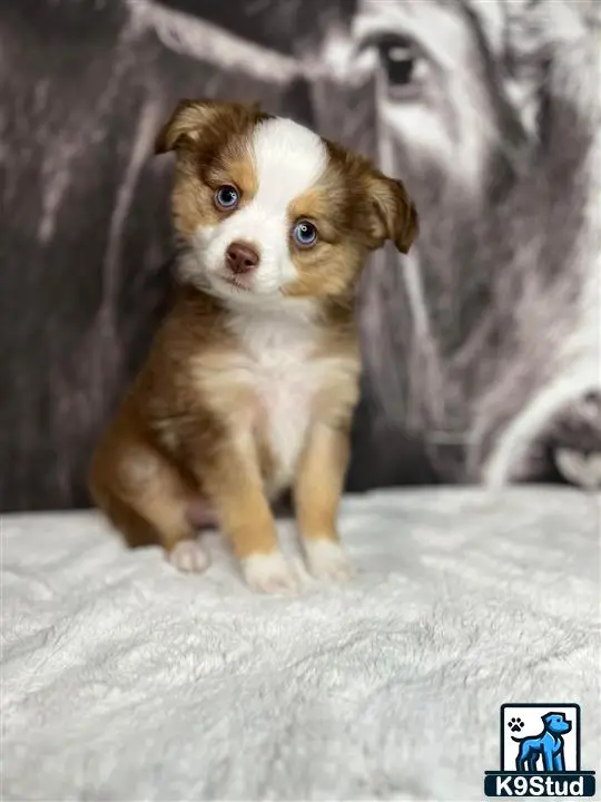 Australian Shepherd puppy for sale